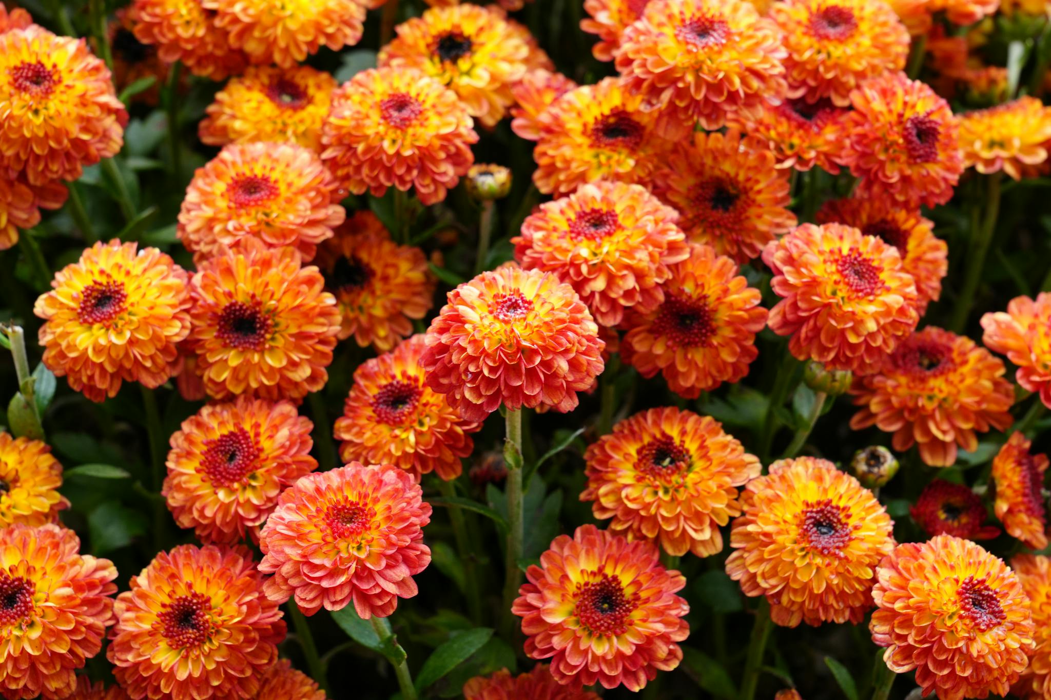 A stunning display of orange chrysanthemum flowers in full bloom, offering a burst of color.