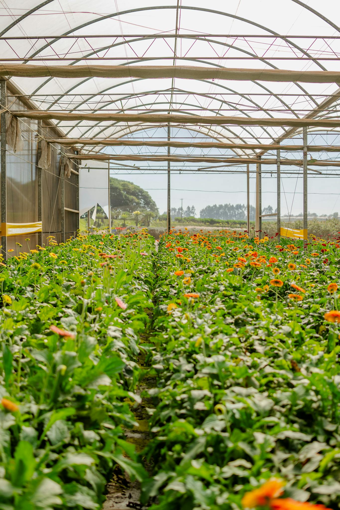 Lush greenhouse filled with blooming flowers showcasing vibrant colors and healthy growth.