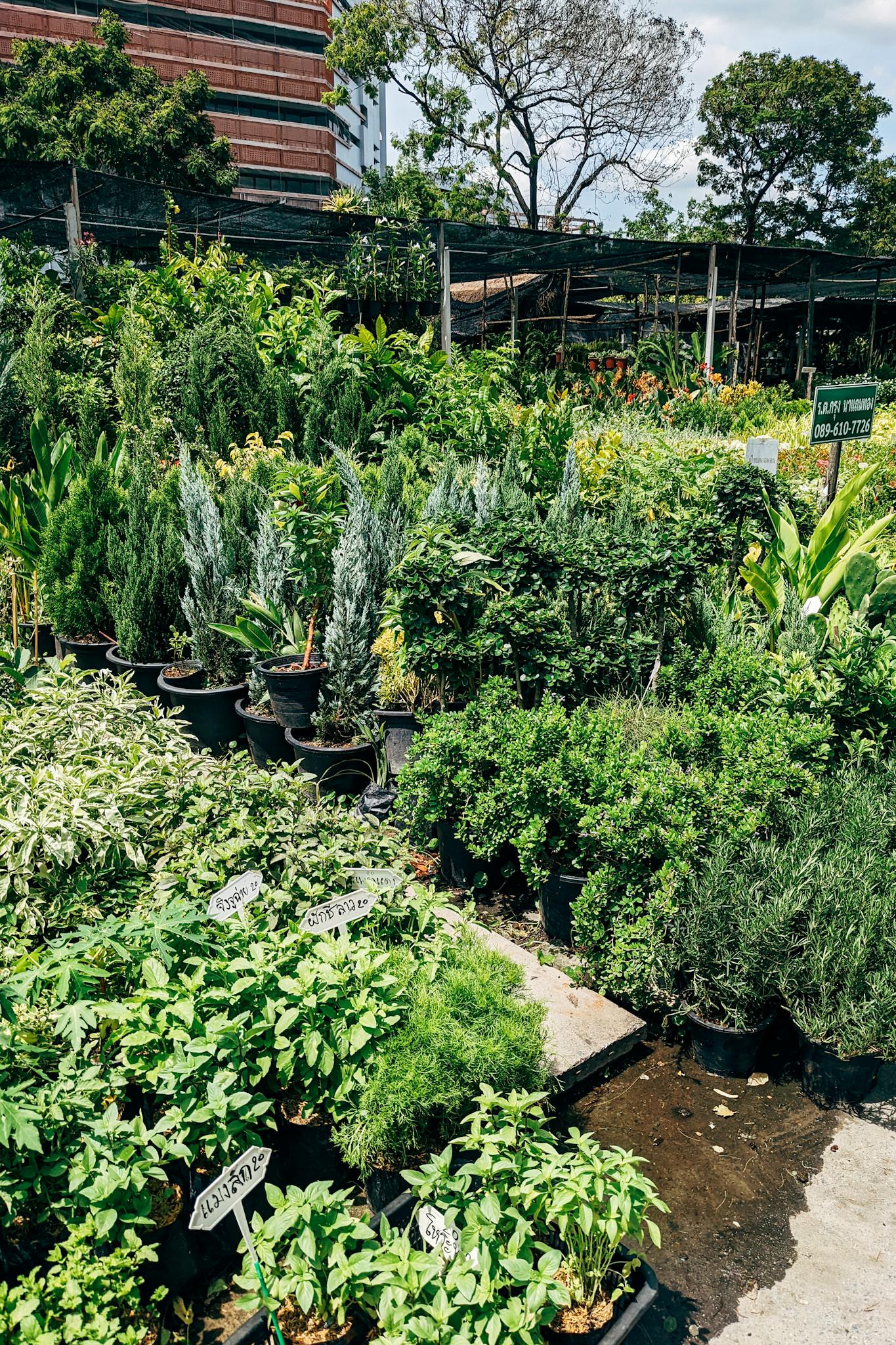 Vibrant outdoor plant nursery featuring various shrubs and trees in pots.